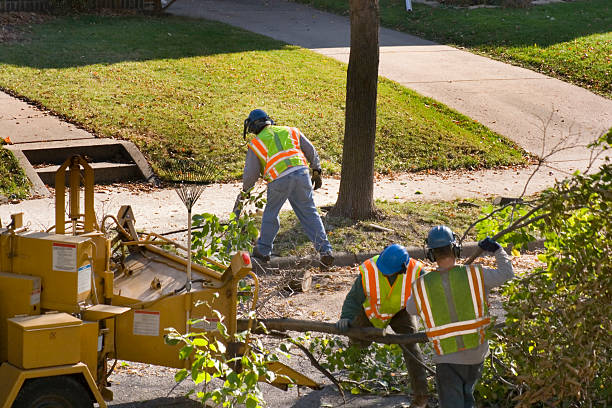 Best Tree Removal Services  in Dogtown, CA